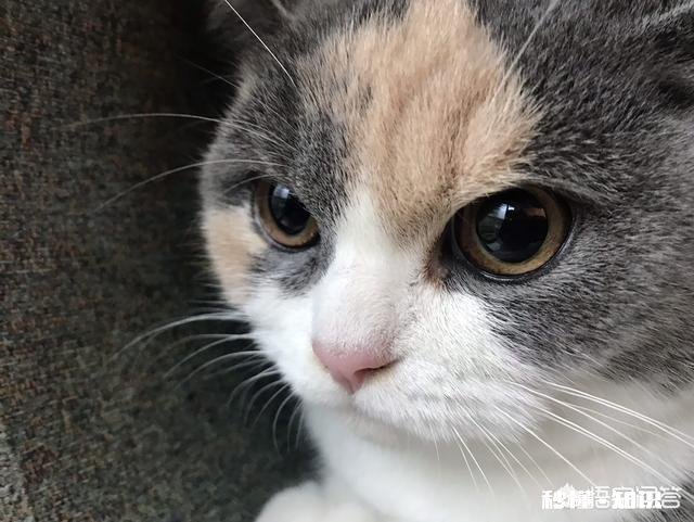 就要放假了，你想带你的宠物回老家过年吗