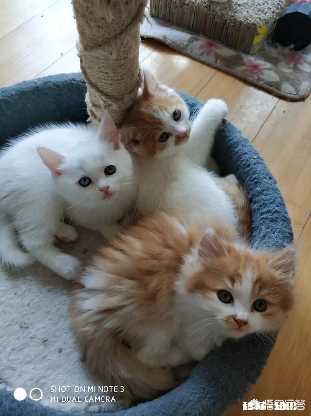 就要放假了，你想带你的宠物回老家过年吗