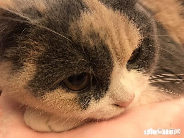 就要放假了，你想带你的宠物回老家过年吗