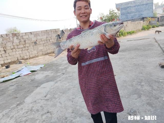 那些粉丝只有200多头条内容只有几十个账号，是怎么通过黄v的