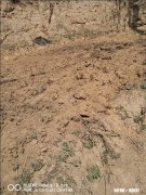 乡村农民农忙的场景是什么样的