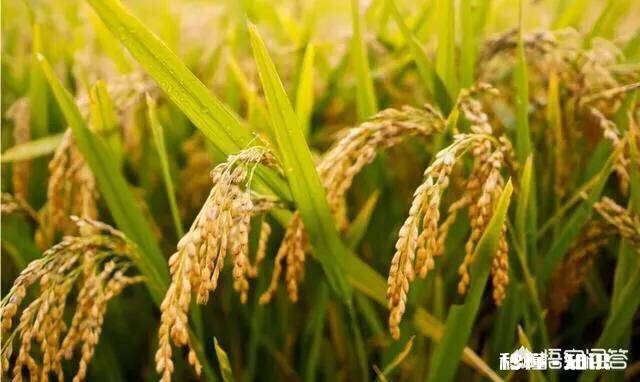 乡村农民农忙的场景是什么样的