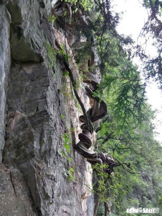 崖柏味道对人体有什么益处