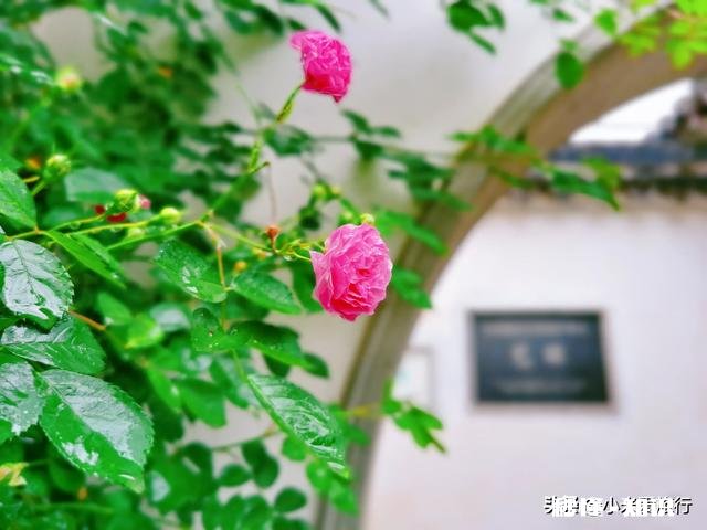 如果去苏州玩，你们最推荐哪些地方