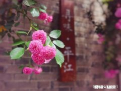 如果去苏州玩，你们最推荐哪些地方