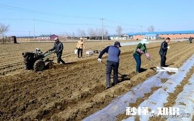 二铵伴菌肥行吗