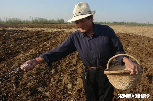 二铵伴菌肥行吗