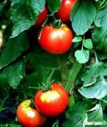 为什么西红柿的花朵、果实很容易枯萎腐烂