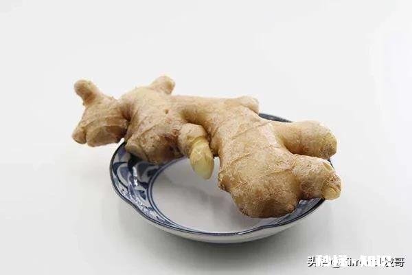 广东什么姜最好