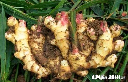 广东什么姜最好