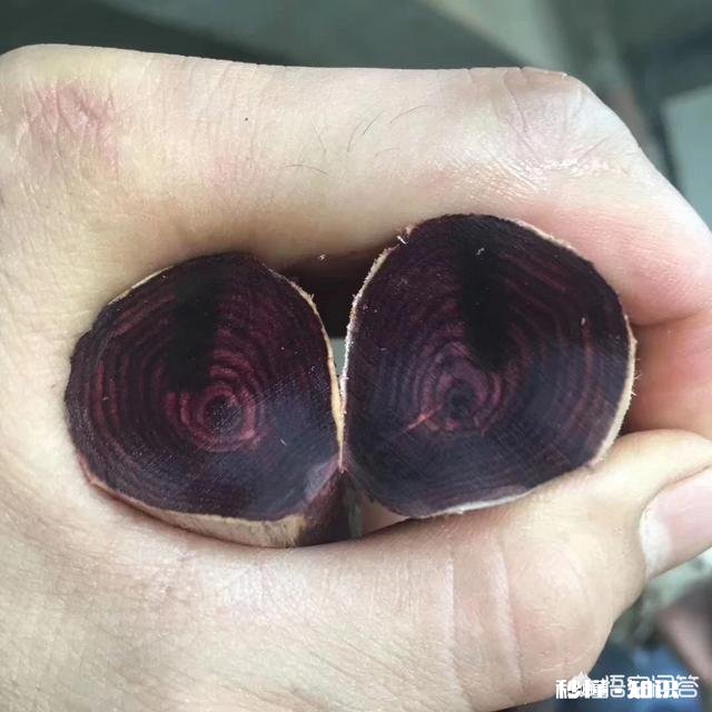 海南黄花梨器物类藏品为何比手串值得收藏