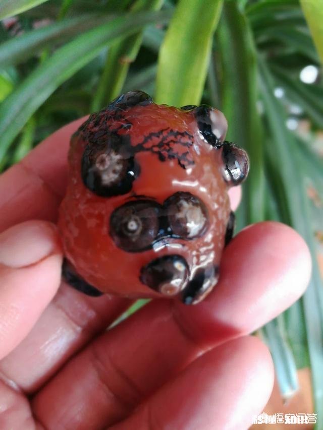 玩石头是专注于某一品种好呢还是广泛涉猎各种品种，收藏大量标本好呢