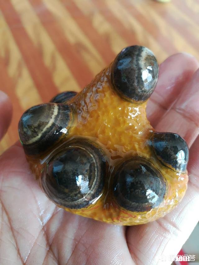 玩石头是专注于某一品种好呢还是广泛涉猎各种品种，收藏大量标本好呢