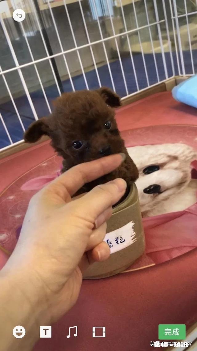 请问泰迪犬的眼睛周围的毛是要剃光的吗我家泰迪犬总泪痕重