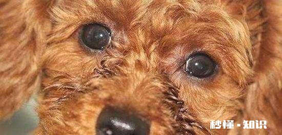 请问泰迪犬的眼睛周围的毛是要剃光的吗我家泰迪犬总泪痕重