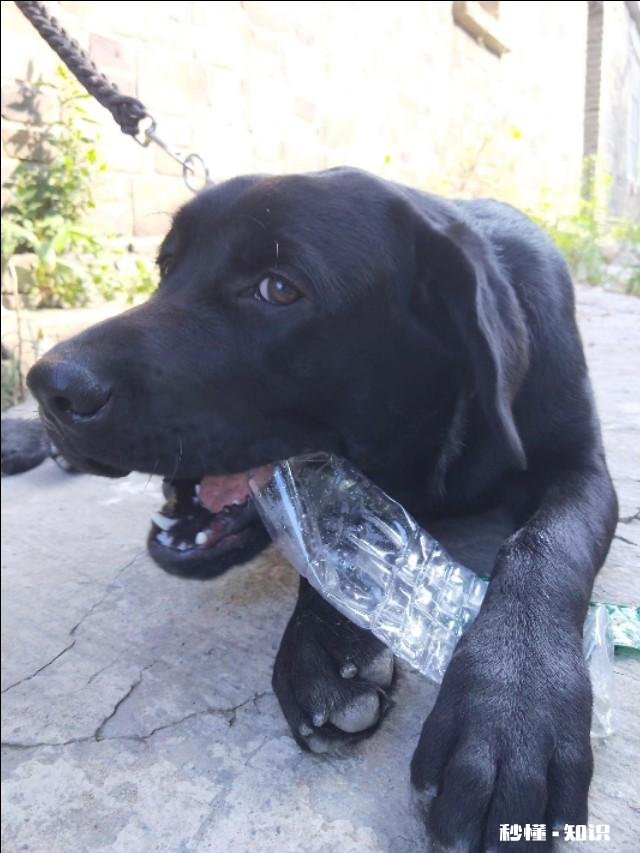 请问泰迪犬的眼睛周围的毛是要剃光的吗我家泰迪犬总泪痕重