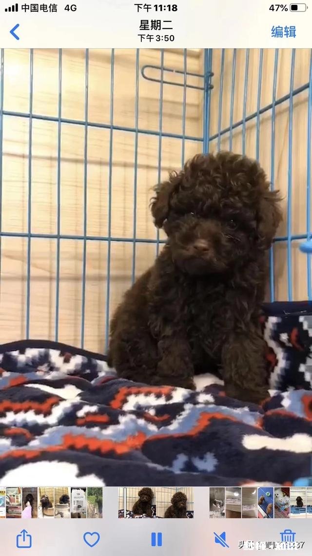 请问泰迪犬的眼睛周围的毛是要剃光的吗我家泰迪犬总泪痕重