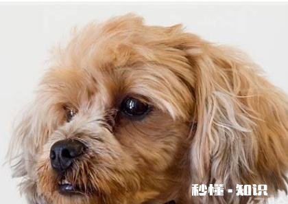 请问泰迪犬的眼睛周围的毛是要剃光的吗我家泰迪犬总泪痕重