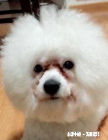 请问泰迪犬的眼睛周围的毛是要剃光的吗我家泰迪犬总泪痕重