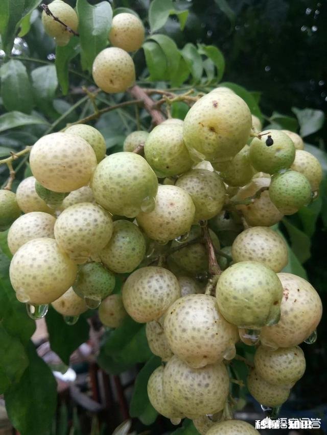 用一句话推广你家乡的特产，你怎么说