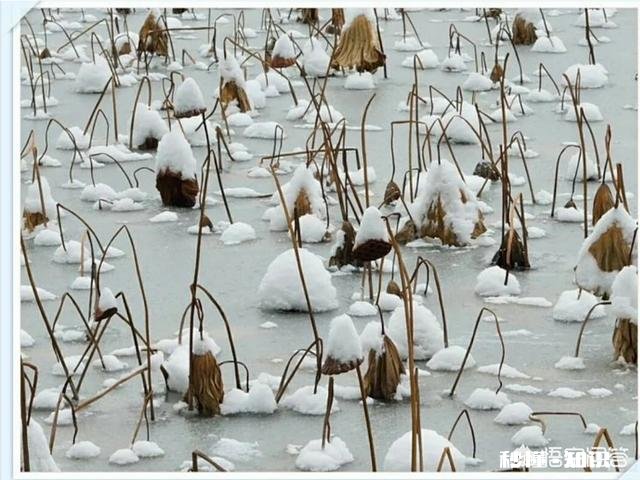 有哪些诗歌值得分享