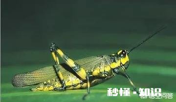 为什么说蝗虫是一种农业害虫