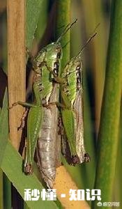 为什么说蝗虫是一种农业害虫