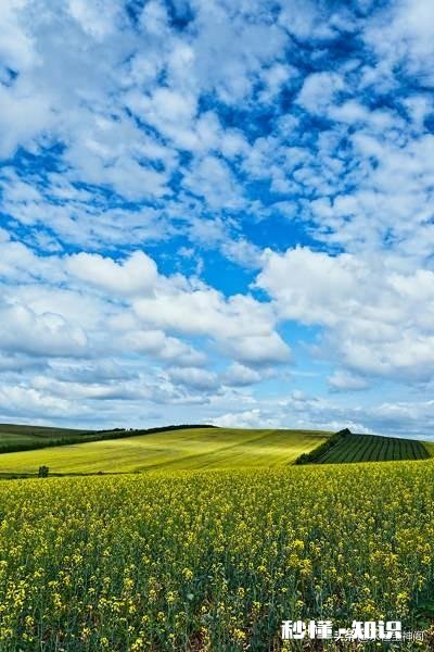 生活解释就是生下来就得活着，你感觉对吗