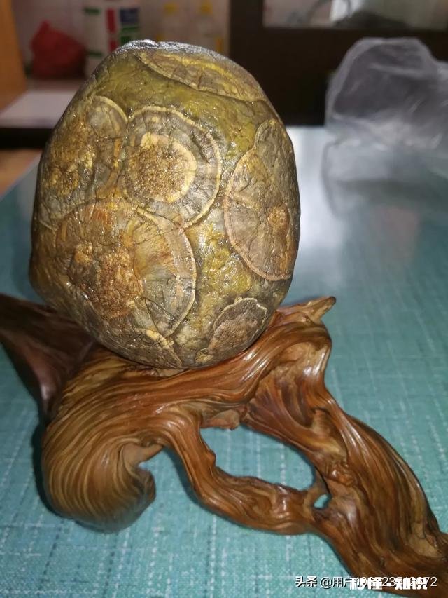 大家怎么看我捡的这款奇石《小鸡出壳》，来评评吧