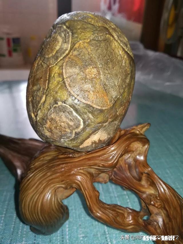 大家怎么看我捡的这款奇石《小鸡出壳》，来评评吧