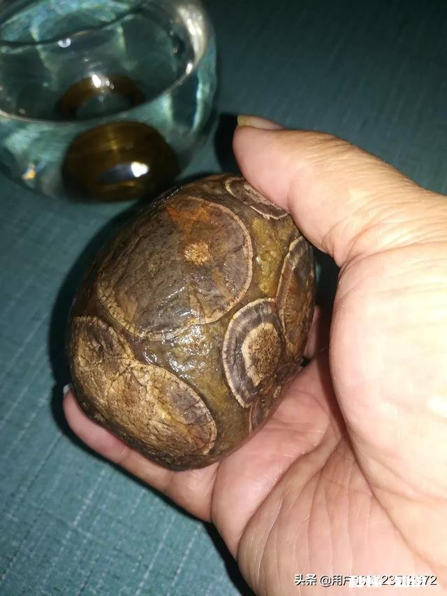 大家怎么看我捡的这款奇石《小鸡出壳》，来评评吧