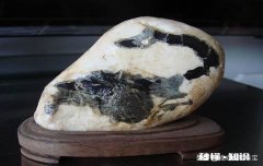 大家怎么看我捡的这款奇石《小鸡出壳》，来评评吧