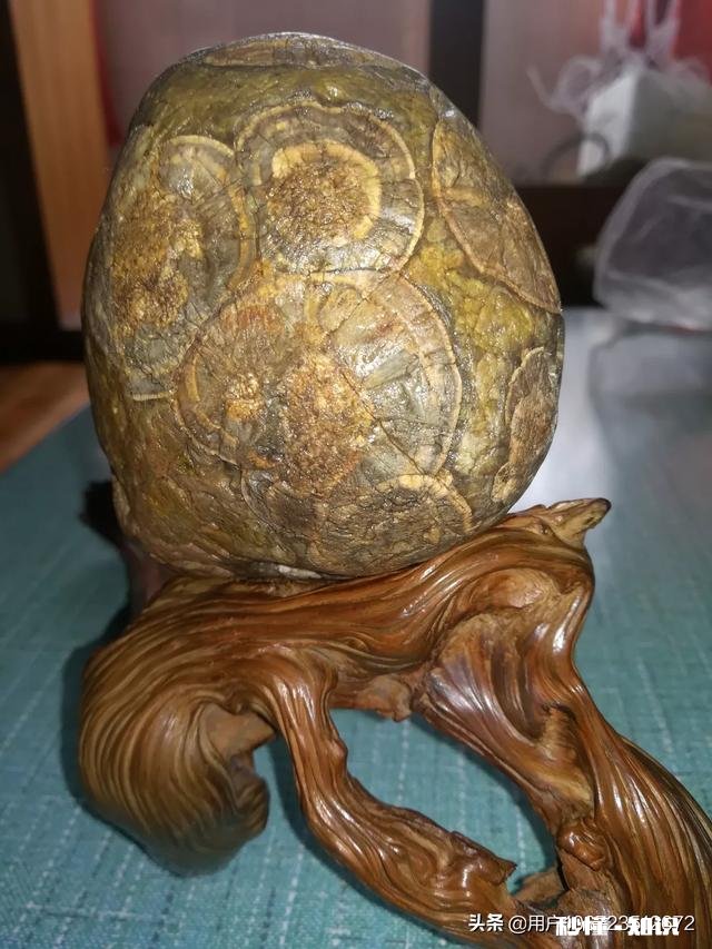 大家怎么看我捡的这款奇石《小鸡出壳》，来评评吧