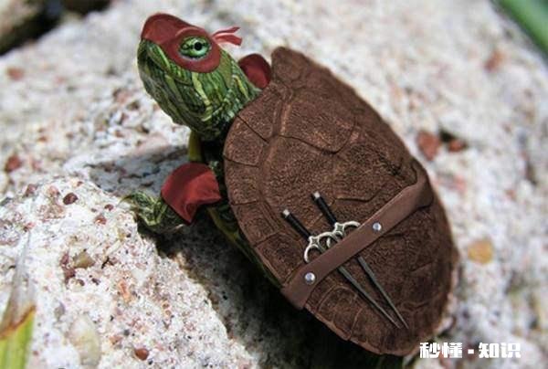 我养的黄头侧颈龟突然暴毙了，是怎么回事啊