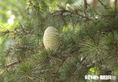 常见的松塔、柏树塔有什么作用