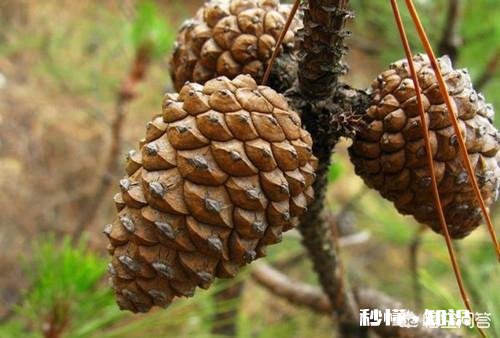 常见的松塔、柏树塔有什么作用