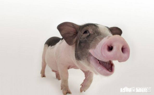 19年的猪价走势会如何