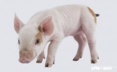 19年的猪价走势会如何