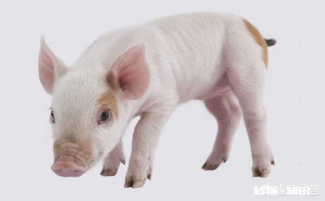 19年的猪价走势会如何