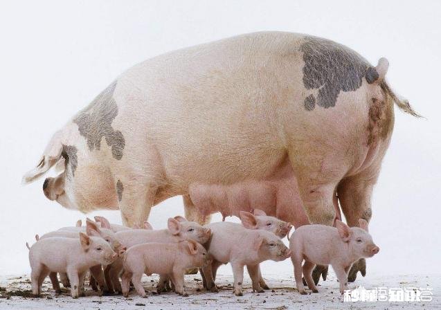 19年的猪价走势会如何