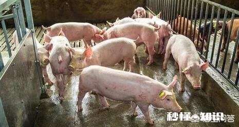 19年的猪价走势会如何