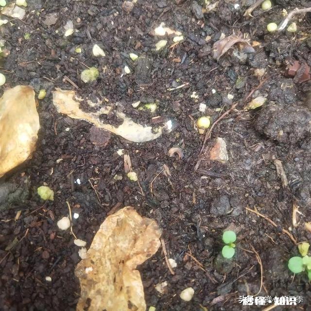 养花常用的营养土,自己可以配置吗怎么配