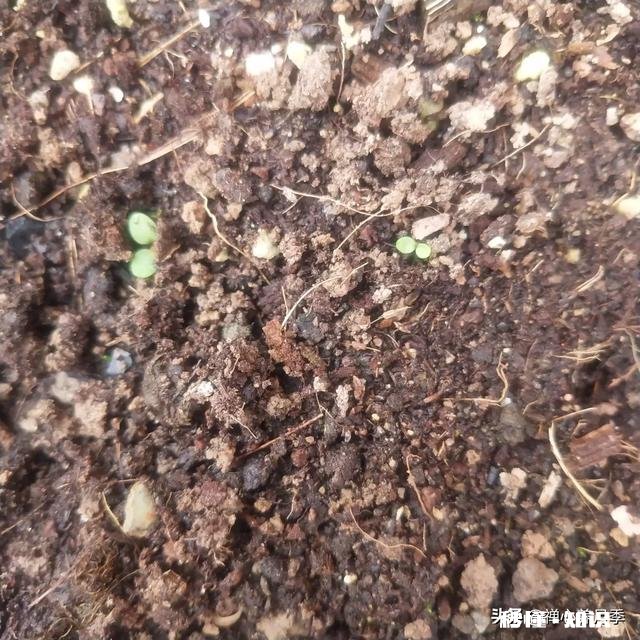 养花常用的营养土,自己可以配置吗怎么配