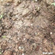 养花常用的营养土，自己可以配置吗怎么配