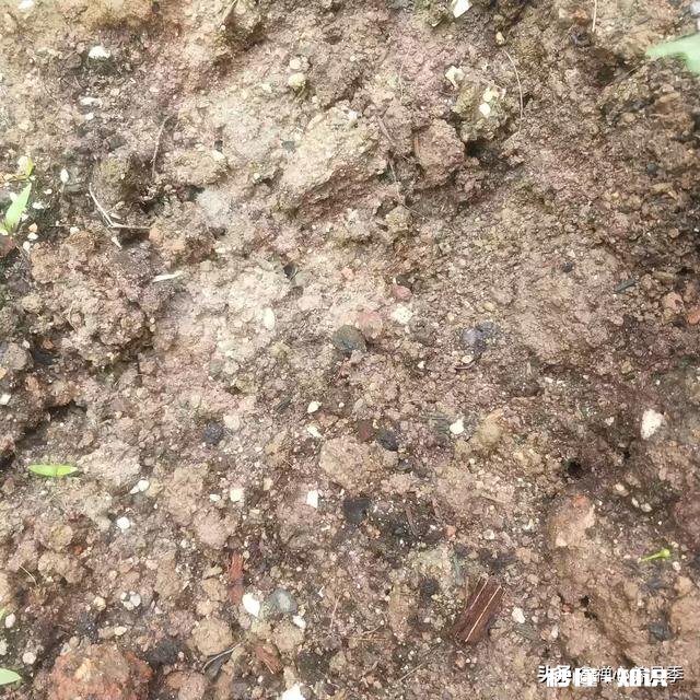 养花常用的营养土,自己可以配置吗怎么配