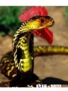 农村常听到“鸡冠蛇”，各地都有传说，但没人见过，真存在吗