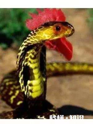 农村常听到“鸡冠蛇”，各地都有传说，但没人见过，真存在吗