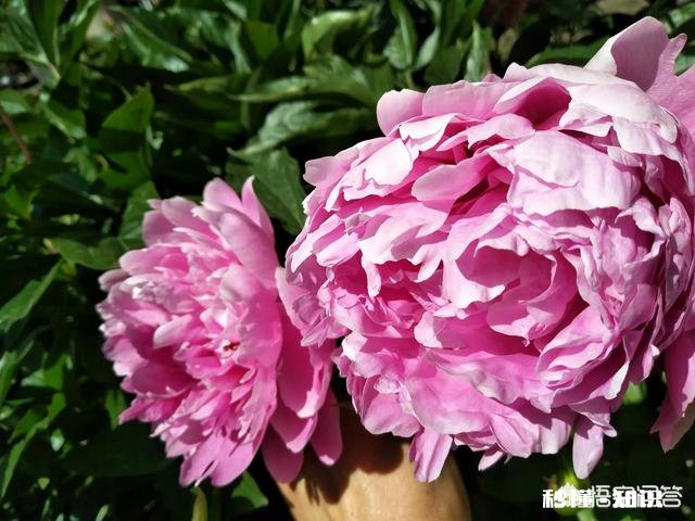 香坊区黎明街道第二次集中拆除朝阳村区域违法建筑, 你怎么看