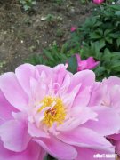 香坊区黎明街道第二次集中拆除朝阳村区域违法建筑, 你怎么看