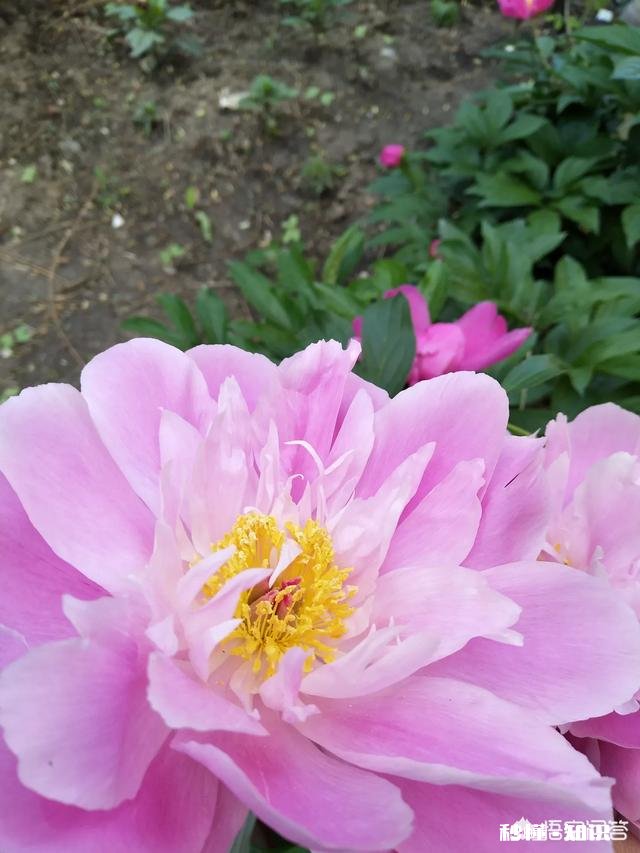 香坊区黎明街道第二次集中拆除朝阳村区域违法建筑, 你怎么看